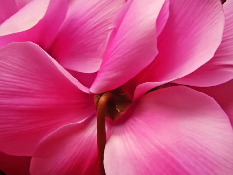 Macro pink cyclamen petals.