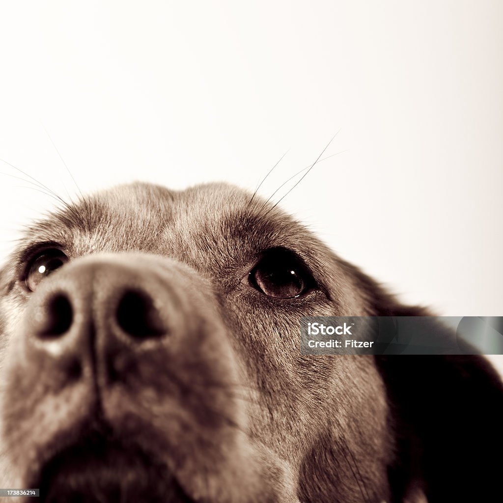 Hund in Nahaufnahme - Lizenzfrei Bildschärfe Stock-Foto