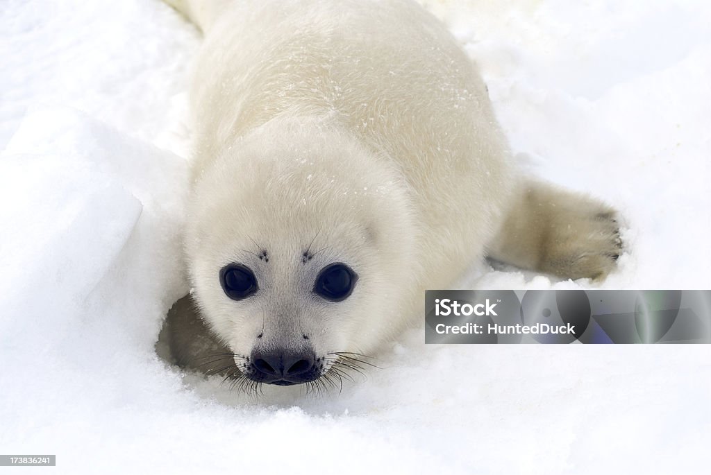 Harp Seal Pup - Lizenzfrei Polarklima Stock-Foto