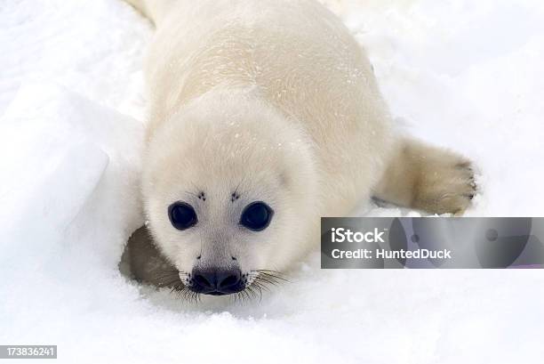Harp Seal Pup Stockfoto und mehr Bilder von Polarklima - Polarklima, Seehundjunges, Robbe