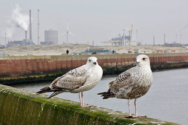 holandês fábrica de aço com gaivotas em frente - ijmuiden imagens e fotografias de stock