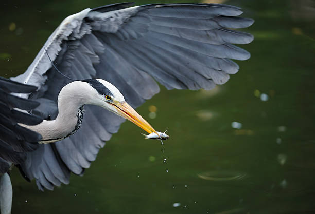 airone cenerino con pesce - gray heron foto e immagini stock
