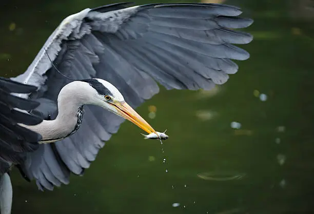 a grey heron catches a fish