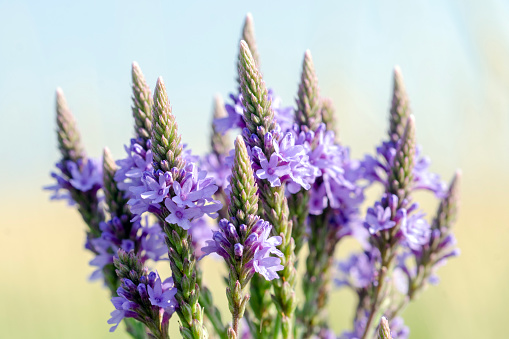 Purple flowers of blue vervain, Verbena hastata. Iowa, USA.