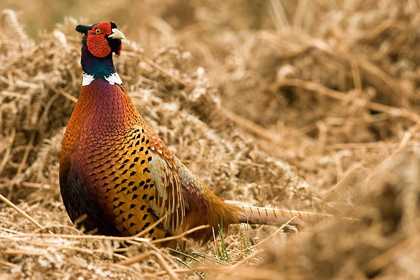 共通フェザント（Phasianus colchicus ) ストックフォト