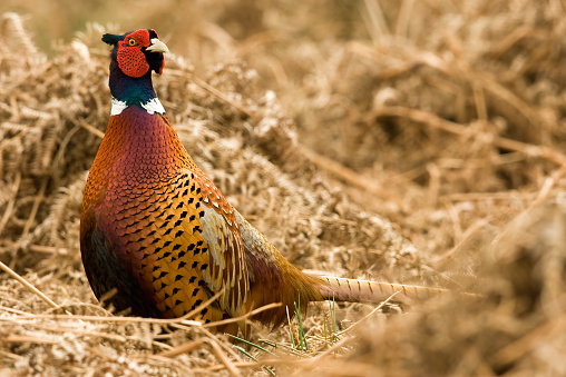 Common Pheasant (Phasianus colchicus)