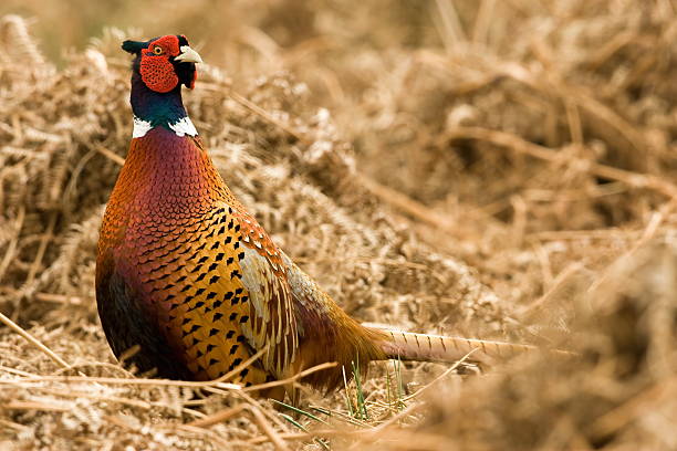 faisão comum (phasianus colchicus) - pheasant hunting fotos - fotografias e filmes do acervo