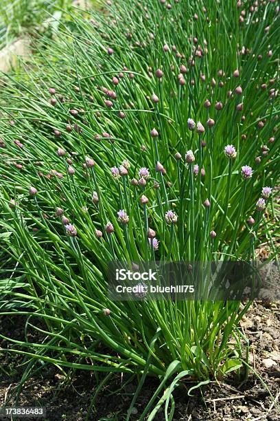 Foto de Jardim De Cebolinha e mais fotos de stock de Agricultura - Agricultura, Botânica - Assunto, Cabeça da flor