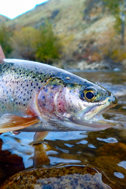 istock Wild rainbow trout in Idaho 1738366763