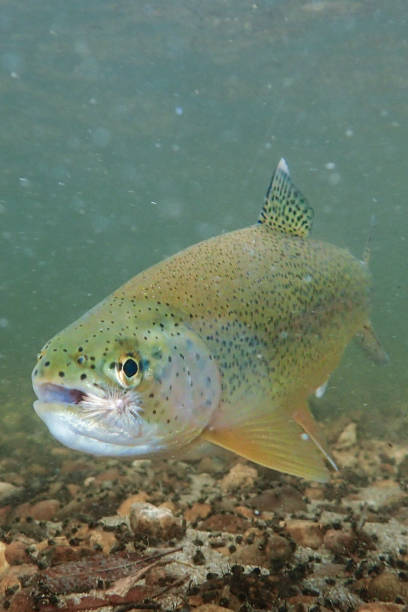 istock Wild rainbow trout in Idaho 1738366781