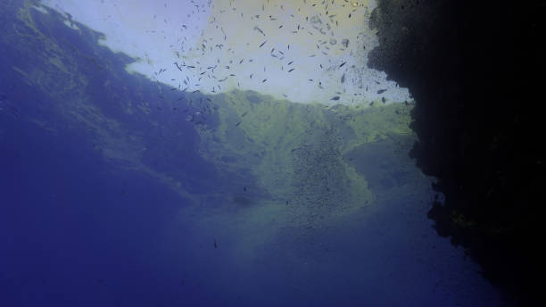 istock Algea Blooming in the Sea 1738366853