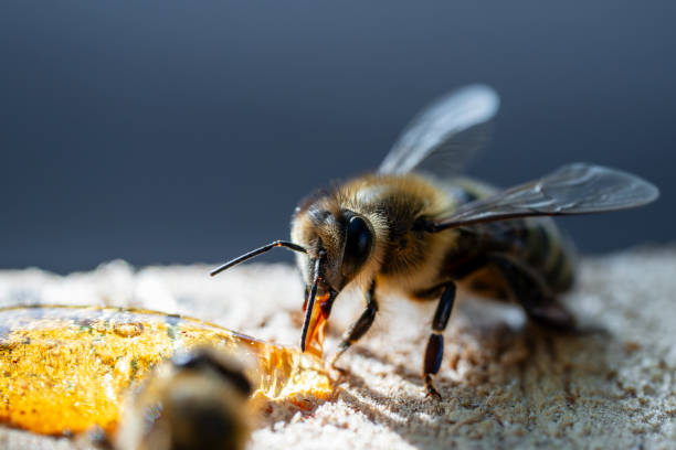 istock Worker bee collecting nectar, closeup. Beekeeping in countryside 1738366985
