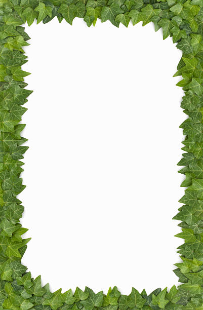 istock Border - Live English Ivy Surrounds a white background 173836716
