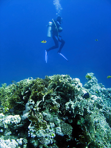 Diver on the coral reef  with fishes