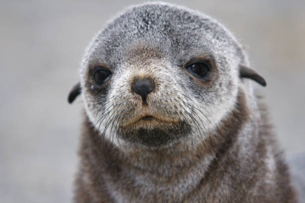 istock Baby fur seal 173836856