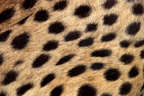 Manchas de piel de guepardo photo