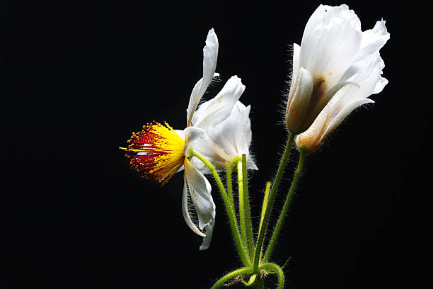 sparmannia africana - single flower flash fotografías e imágenes de stock