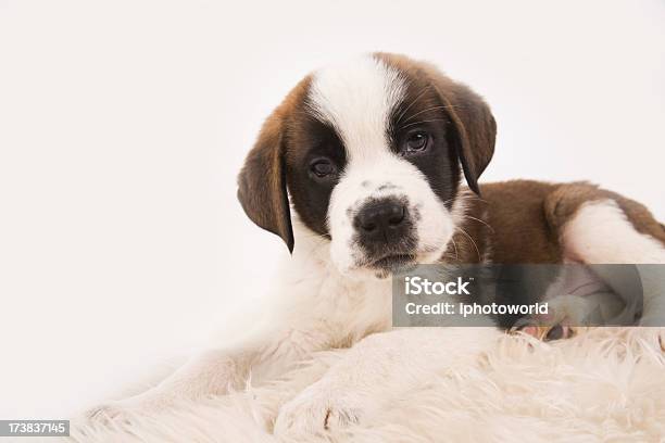 Foto de São Bernardo Do Cachorrinho e mais fotos de stock de Filhote de cachorro - Filhote de cachorro, São Bernardo, Animal