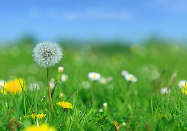 Meadow - dandelion, flowers and green grass stock photo