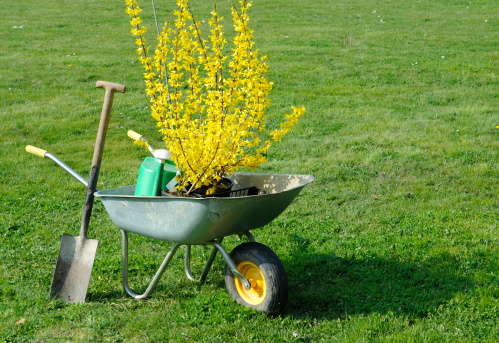 A wheelbarrow and spade - ready to plant a Forsythia shrub in a garden