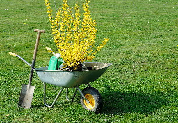 Wheebarrow and Spade A wheelbarrow and spade - ready to plant a Forsythia shrub in a garden forsythia garden stock pictures, royalty-free photos & images