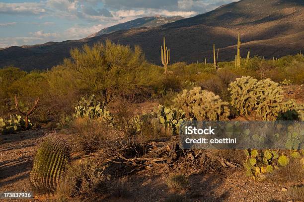 Exfoliación Del Desierto Parque Nacional Saguaro Foto de stock y más banco de imágenes de Arbusto creosote - Arbusto creosote, Aire libre, Arizona