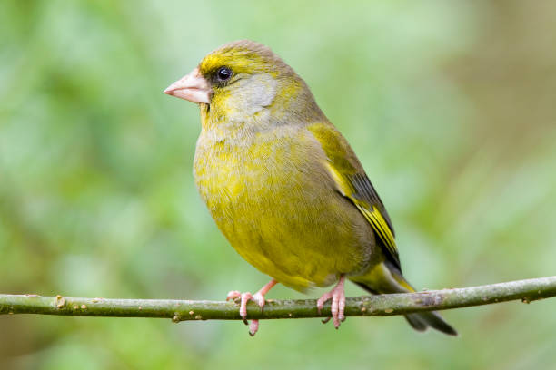 greenfinch (carduelis chloris) - green finch fotografías e imágenes de stock