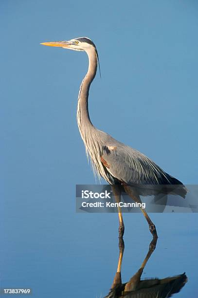 Gran Garza Azul Foto de stock y más banco de imágenes de Agua - Agua, Agua estancada, Aire libre