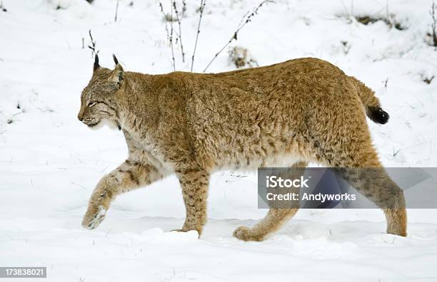 Eurasischer Luchs Stockfoto und mehr Bilder von Eurasischer Luchs - Eurasischer Luchs, Einzelnes Tier, Fotografie