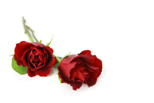 istock Pair of red roses isolated on white as a border 173838089