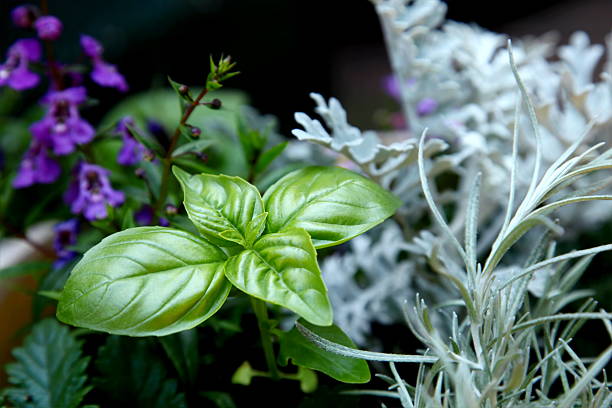 Sweet Basil im Garten – Foto