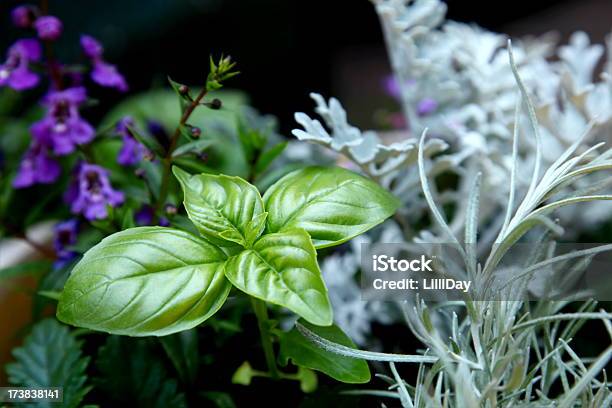 Foto de Manjericão Em Garden e mais fotos de stock de Erva - Erva, Horta, Canteiro de Flores