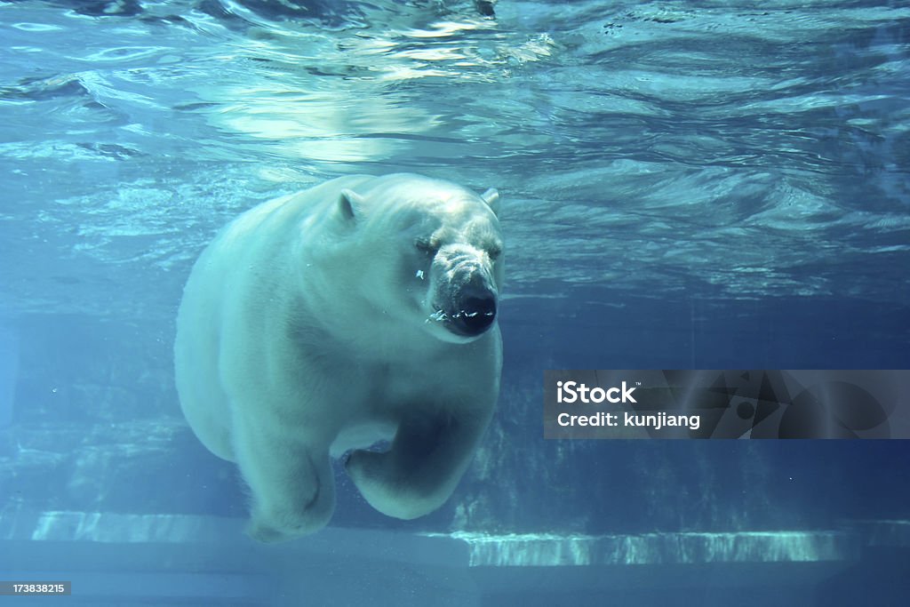 북극곰 수영하다 바닷속이 - 로열티 프리 북극곰 스톡 사진