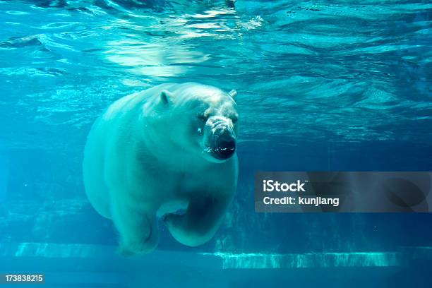 Urso Polar Subaquática De Natação - Fotografias de stock e mais imagens de Urso polar - Urso polar, Jardim Zoológico, Subaquático