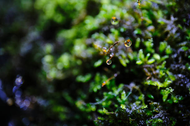 Close-up of humid moss