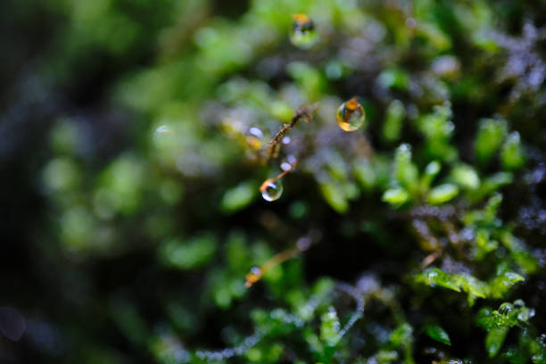 istock Beads of water collecting on moss 1738382260