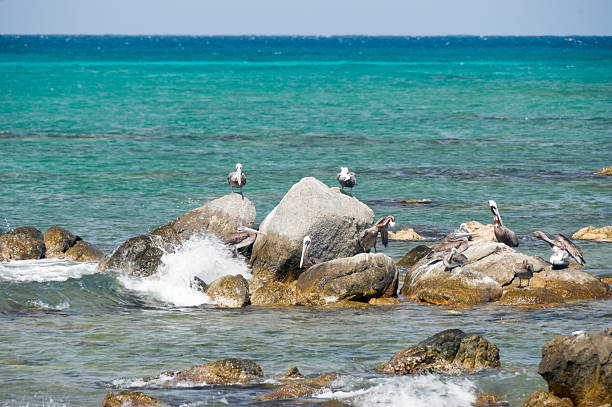 istock Pelicans on Rocks in the Caribbean 173838290