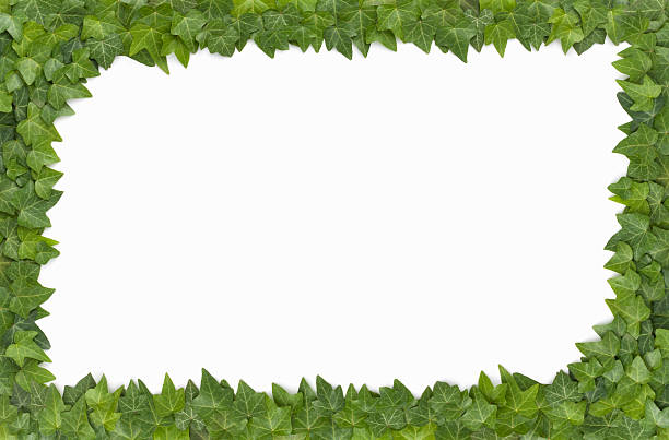 istock Border - Live English Ivy Surrounds a white background 173838512