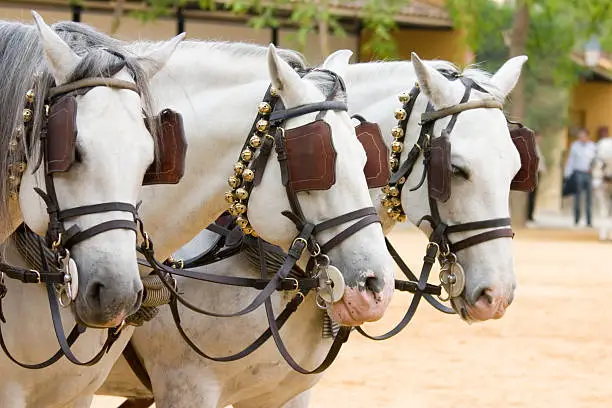 "Three of the famous Andalucian grey horses, whose breeding dates back to the Carthusian Monks in the 15th century."