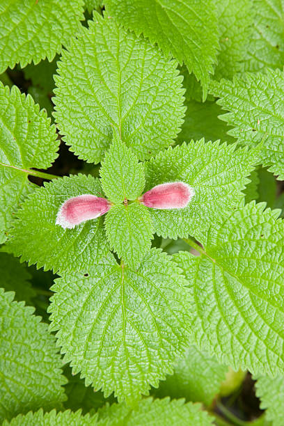 pokrzywka (herb) z czerwoną płatek - stinging nettle herb herbal medicine leaf zdjęcia i obrazy z banku zdjęć