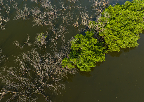 Abstract aerial photo of mangrove forest, mangrove swamp in Tan Thanh beach, Tien Giang province