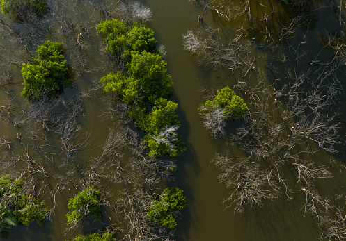 Abstract aerial photo of mangrove forest, mangrove swamp in Tan Thanh beach, Tien Giang province