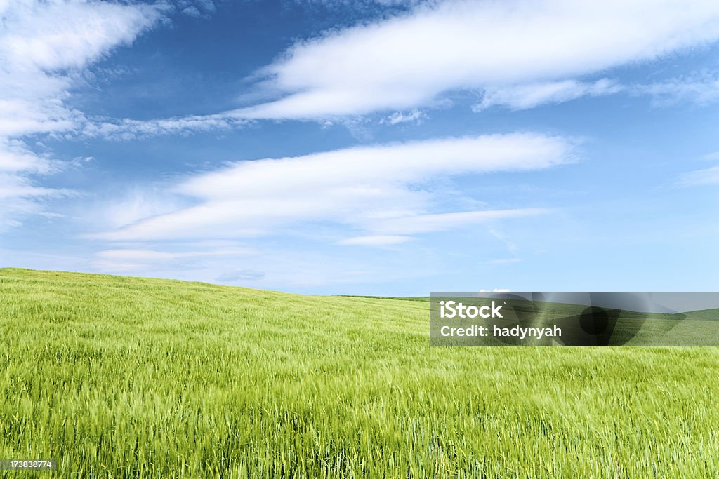 Spring landscape Spring panorama - green field and the blue sky Agricultural Field Stock Photo