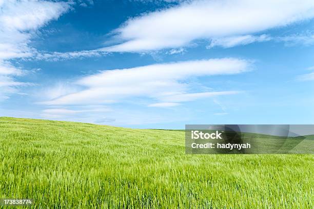Spring Landscape Stock Photo - Download Image Now - Agricultural Field, Agriculture, Beauty In Nature