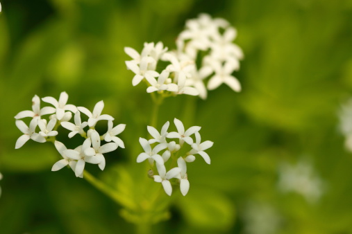 close-up of sweet woodruff blossoms - shows droplets of nectar on petals Nature often reveals its beauty in details. My collection lets you share what I saw: