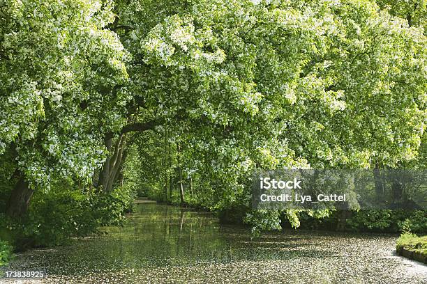 Photo libre de droit de Arche Darbres En Fleur Xxxl banque d'images et plus d'images libres de droit de Arbre - Arbre, Arbre en fleurs, Arc - Élément architectural