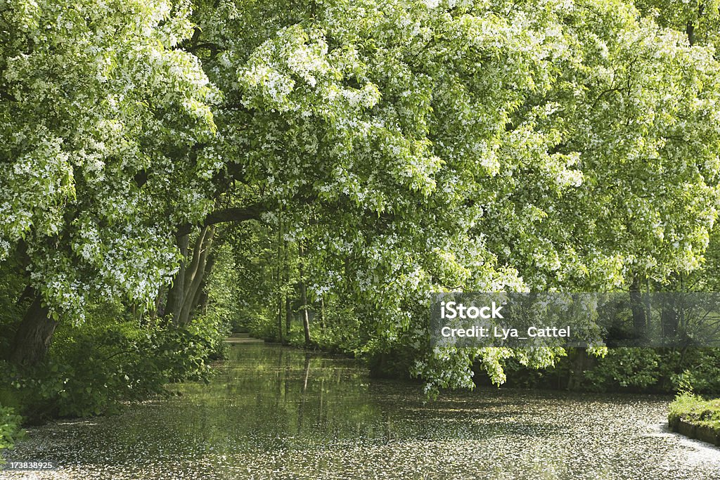 Arco di alberi con fiore XXXL - Foto stock royalty-free di Acqua
