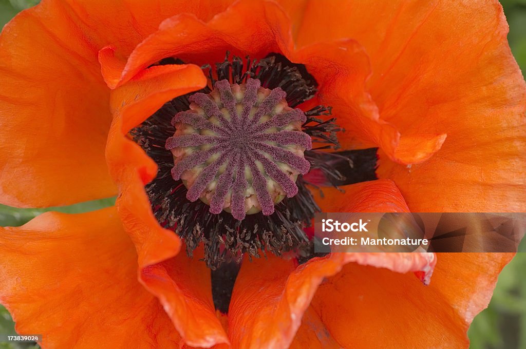 Amapola Oriental en jardín Formal (Papaver orientale - Foto de stock de Flor libre de derechos