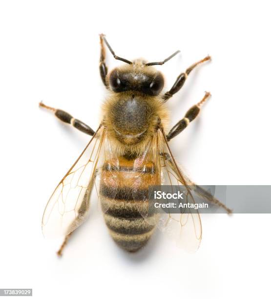 Biene Stockfoto und mehr Bilder von Biene - Biene, Freisteller – Neutraler Hintergrund, Weißer Hintergrund