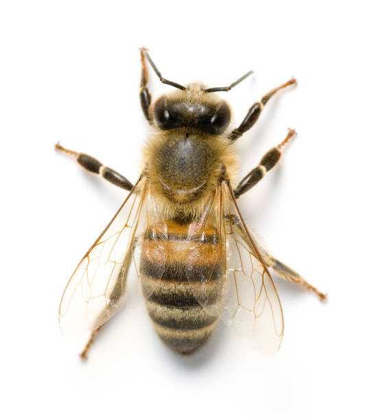 Bee Bee: bee photos stock pictures, royalty-free photos & images